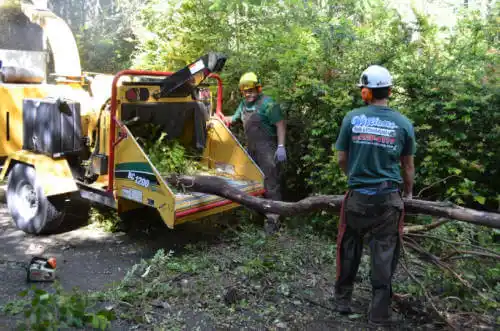 tree services Saticoy